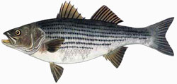 Bass