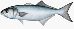 Bluefish